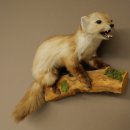 Marten, Stone Marten, Taxidermy Display, Height 44 cm, Taxidermy Specimen 89.5.261