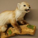 Marten, Stone Marten, Taxidermy Display, Height 44 cm, Taxidermy Specimen 89.5.261