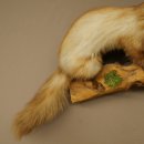 Marten, Stone Marten, Taxidermy Display, Height 44 cm, Taxidermy Specimen 89.5.261