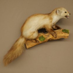 Marten, Stone Marten, Taxidermy Display, Height 44 cm, Taxidermy Specimen 89.5.261