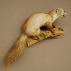 Marten, Stone Marten, Taxidermy Display, Height 44 cm, Taxidermy Specimen 89.5.261