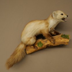 Marten, Stone Marten, Taxidermy Display, Height 44 cm, Taxidermy Specimen 89.5.261