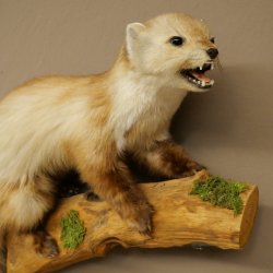 Marten, Stone Marten, Taxidermy Display, Height 44 cm, Taxidermy Specimen 89.5.261