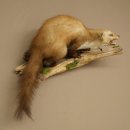 Marder Steinmarder Präparat Fauchend Deko Höhe 41 cm Tierpräparat 89.5.262