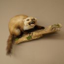 Marder Steinmarder Präparat Fauchend Deko Höhe 41 cm Tierpräparat 89.5.262