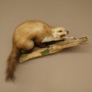 Marder Steinmarder Präparat Fauchend Deko Höhe 41 cm Tierpräparat 89.5.262
