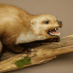 Marder Steinmarder Präparat Fauchend Deko Höhe 41 cm Tierpräparat 89.5.262