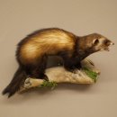 Polecat Taxidermy Specimen, Height 23 cm, on a Branch,...