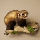 Polecat Taxidermy Specimen, Height 23 cm, on a Branch, Open Muzzle, Taxidermy Specimen 89.4.85