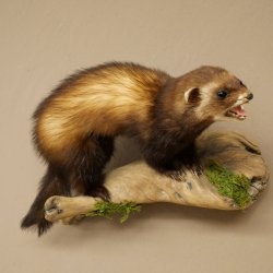 Polecat Taxidermy Specimen, Height 23 cm, on a Branch, Open Muzzle, Taxidermy Specimen 89.4.85