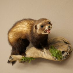 Polecat Taxidermy Specimen, Height 23 cm, on a Branch, Open Muzzle, Taxidermy Specimen 89.4.85
