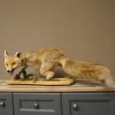 Red Fox, Standing, Female, Snorting, Taxidermy Specimen, Animal Trophy, Height 34 cm, 89.8.206