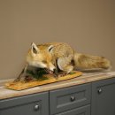Red Fox, Standing, Female, Snorting, Taxidermy Specimen, Animal Trophy, Height 34 cm, 89.8.206