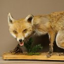 Red Fox, Standing, Female, Snorting, Taxidermy Specimen, Animal Trophy, Height 34 cm, 89.8.206