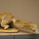 Red Fox, Standing, Female, Snorting, Taxidermy Specimen, Animal Trophy, Height 34 cm, 89.8.206