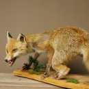 Red Fox, Standing, Female, Snorting, Taxidermy Specimen, Animal Trophy, Height 34 cm, 89.8.206