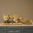 Red Fox, Standing, Female, Snorting, Taxidermy Specimen, Animal Trophy, Height 34 cm, 89.8.206