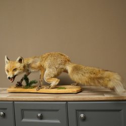 Red Fox, Standing, Female, Snorting, Taxidermy Specimen, Animal Trophy, Height 34 cm, 89.8.206