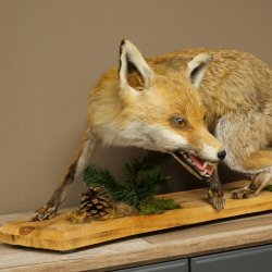 Red Fox, Standing, Female, Snorting, Taxidermy Specimen, Animal Trophy, Height 34 cm, 89.8.206