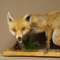 Red Fox, Standing, Female, Snorting, Taxidermy Specimen, Animal Trophy, Height 34 cm, 89.8.206