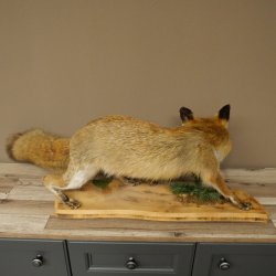 Red Fox, Standing, Female, Snorting, Taxidermy Specimen, Animal Trophy, Height 34 cm, 89.8.206