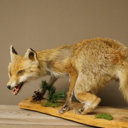 Red Fox, Standing, Female, Snorting, Taxidermy Specimen, Animal Trophy, Height 34 cm, 89.8.206