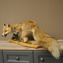 Red Fox, Standing, Female, Snorting, Taxidermy Specimen, Animal Trophy, Height 34 cm, 89.8.206