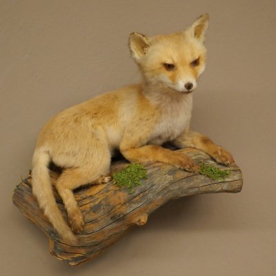 Fuchs Rotfuchs Jungfuchs liegend Präparat Tierpräparat Tiertrophäe Höhe 40 cm 89.8.207