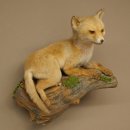 Fox, Red Fox, Young Fox, Lying Position, Taxidermy...