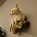 Fuchs Rotfuchs Jungfuchs liegend Präparat Tierpräparat Tiertrophäe Höhe 40 cm 89.8.207