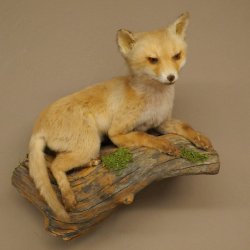 Fuchs Rotfuchs Jungfuchs liegend Präparat Tierpräparat Tiertrophäe Höhe 40 cm 89.8.207