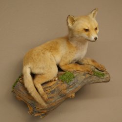 Fuchs Rotfuchs Jungfuchs liegend Präparat Tierpräparat Tiertrophäe Höhe 40 cm 89.8.207