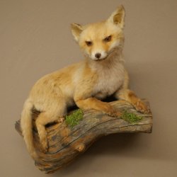 Fuchs Rotfuchs Jungfuchs liegend Präparat Tierpräparat Tiertrophäe Höhe 40 cm 89.8.207
