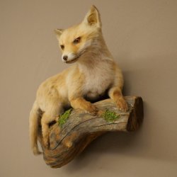 Fuchs Rotfuchs Jungfuchs liegend Präparat Tierpräparat Tiertrophäe Höhe 40 cm 89.8.207