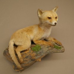 Fuchs Rotfuchs Jungfuchs liegend Präparat Tierpräparat Tiertrophäe Höhe 40 cm 89.8.207