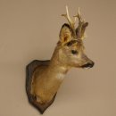 Tête de chevreuil mâle, tête empaillée, épaules empaillées, hauteur 59 cm, bois de chevreuil mâle sur socle de trophée