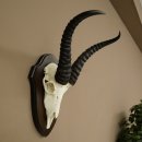 Springbok Antelope Trophy, Skull Trophy, HL 31.5 cm on...