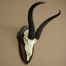 Springbok Antelope Trophy, Skull Trophy, HL 31.5 cm on...