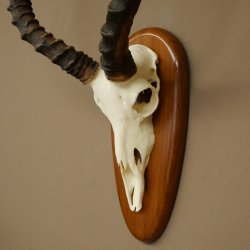 Impala Antilope (Aepyceros) Schädeltrophäe Trophäe HL 55 cm Trophäenschild 88.4.76