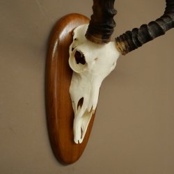 Impala Antilope (Aepyceros) Schädeltrophäe Trophäe HL 55 cm Trophäenschild 88.4.76