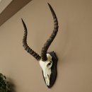 Impala Antelope (Aepyceros) Skull Trophy, Height 49 cm,...