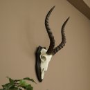 Impala Antelope (Aepyceros) Skull Trophy, Height 49 cm,...