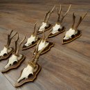 8-Piece Roe Deer Antler Set (Male Roe Deer Antlers) on...