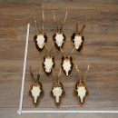 8-Piece Roe Deer Antler Set (Male Roe Deer Antlers) on...