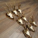 8-Piece Roe Deer Antler Set (Male Roe Deer Antlers) on Trophy Plaques 21.512