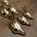 8-Piece Roe Deer Antler Set (Male Roe Deer Antlers) on Trophy Plaques 21.512