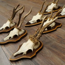 8-Piece Roe Deer Antler Set (Male Roe Deer Antlers) on Trophy Plaques 21.512