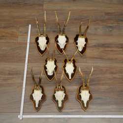8-Piece Roe Deer Antler Set (Male Roe Deer Antlers) on Trophy Plaques 21.512