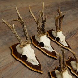 8-Piece Roe Deer Antler Set (Male Roe Deer Antlers) on Trophy Plaques 21.512