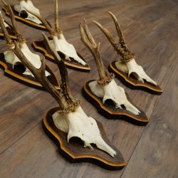 8-Piece Roe Deer Antler Set (Male Roe Deer Antlers) on Trophy Plaques 21.512